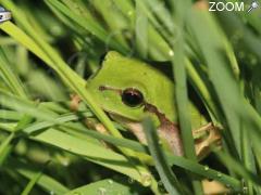 picture of Soirée amphibiens