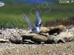 picture of "Regards de sterne sur les plages du Languedoc-Roussillon"