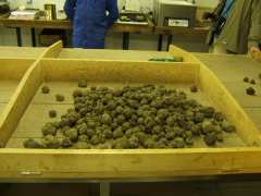 photo de Journée de la Truffe et des Produits Régionaux
