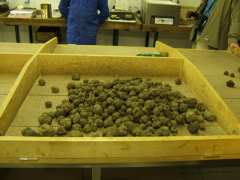 picture of Journée de la Truffe et des Produits Régionaux