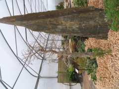 photo de reouverture du jardin botanique PLANETE PELARGONIUM
