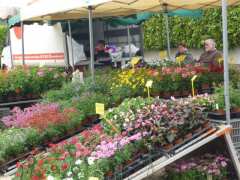 photo de MARCHE DE PRINTEMPS VIDE JARDIN