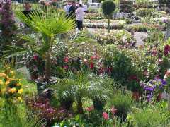 фотография de Bordeaux au Vert: Marché aux fleurs, plantes et Bordeaux de l'été