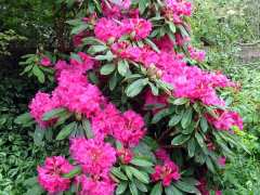 Foto Fête Des Rhododendrons 