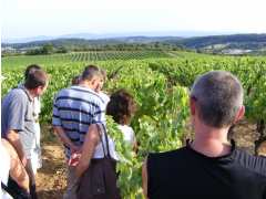 Foto Balade Vigneronne 