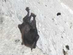 picture of Nuit de la Chauve-souris