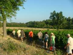 фотография de Balade Vigneronne