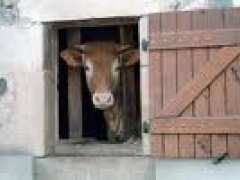 photo de Concours des éleveurs de bovins du Limousin