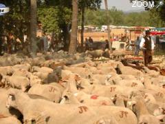 фотография de Fête de la Transhumance à Montauroux