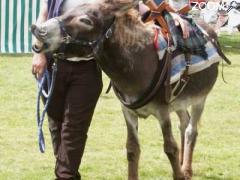 photo de Fête de la Saint-Ânes