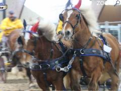 picture of SALON CHEVAL ÉQUIBOURGOGNE