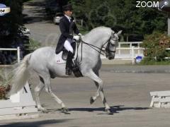 Foto Dressage Horse Collection CDI 3*