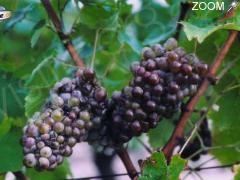 photo de Dégustation de vins avec le Domaine des Chesnaies