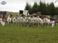 picture of 9 émé fête du cheval percheron