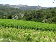 Foto Balades vigneronnes