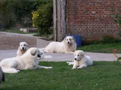 фотография de Elevage familial de chiens de montagne des pyrénées