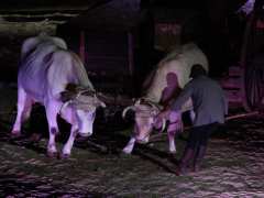 picture of association de techniques équestres et animalières