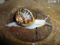 фотография de L'ESCARGOT DU LAC