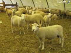 foto di La ferme du Mazeau