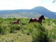 фотография de FERME EQUESTRE DES ROCHES