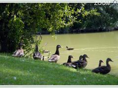 фотография de La table du lac