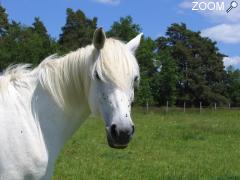 foto di Promenades a cheval