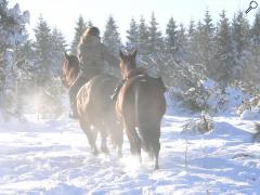 photo de Le cheval devance l'araire