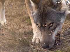 foto di Parc animalier Les Loups de Chabrières