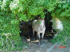 Foto Stage d'équitation avec hébergement en Midi Pyrénées