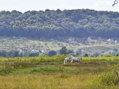 picture of Marais Vernier, observatoir de la Grand'Mare