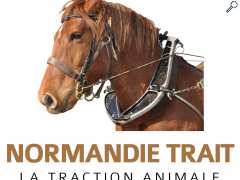 Foto NORMANDIE TRAIT Balade en calèche