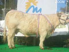 Foto Concours Agricole de Reproducteurs Charolais