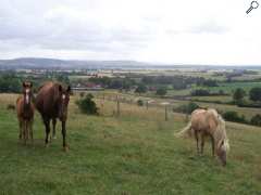 foto di NEC FARM