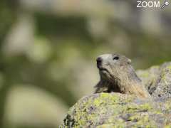 foto di week end rando nature flore et faune en Andorre