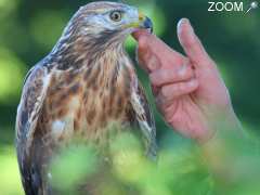 photo de Photo Nature - Prise de vue sur rapaces dressés