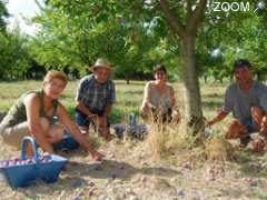 Foto PRUNEAUX DE MONREDON