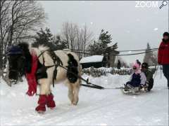 picture of Poney luge au Domaine Nordique du Guéry