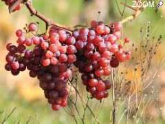 Foto BALADE VIGNERONNE