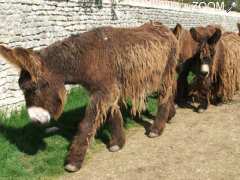 picture of Asinerie du baudet du poitou