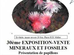photo de VENTE EXPOSITION MINERAUX ET FOSSILES