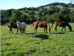 foto di Equitation western et lait de jument