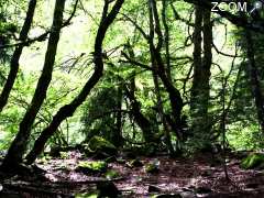 Foto Sortie "Légendes, symboles, croyances et utilisations des arbres" à Saint-Bonnet-près-Orcival