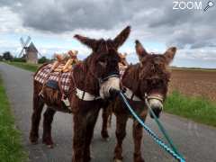 picture of ÂNES ET CALÈCHES DU POITOU