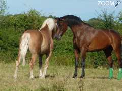 photo de promenade à cheval