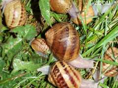 photo de L'Escargot Morvandiau