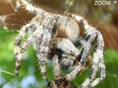 Foto Fête de la Nature - Conférence "Les araignées de nos jardins"