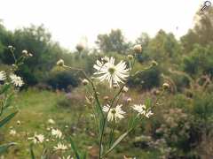 foto di Arboretum & Gîtes du Chêne-Vert