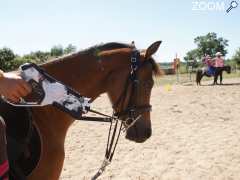 photo de LASER GAME à poney ou à pied